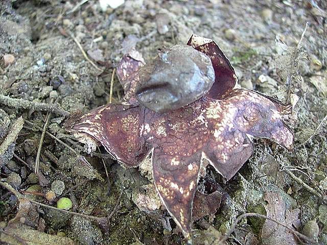 Funghi degli areali esposti